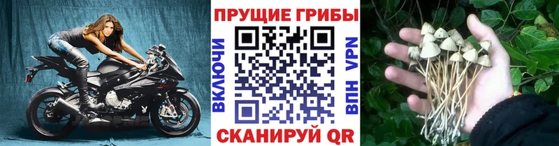 наркота  Жиздра  Псилоцибиновые грибы Psilocybe 
